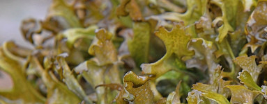 Islandski lišaj (Cetraria islandica)